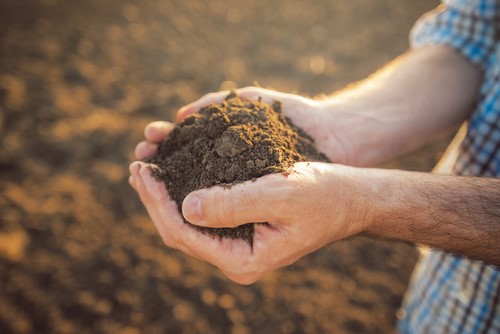 Hands holding soil