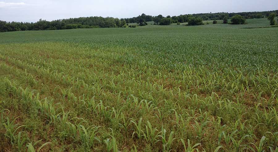 Field where biosolids were applied