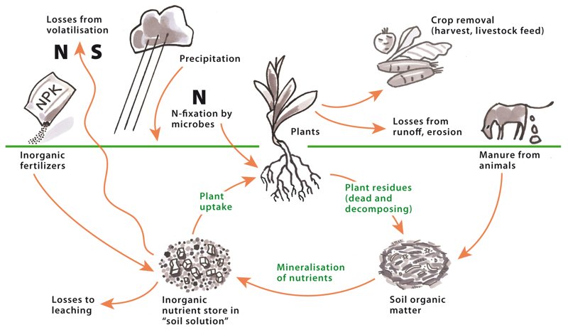 Soil nutrient cycle